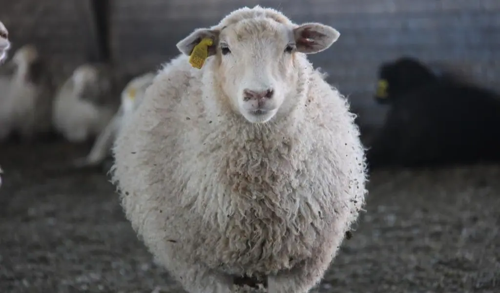 اصلاح و ترکیب نژاد گوسفند تکسل
