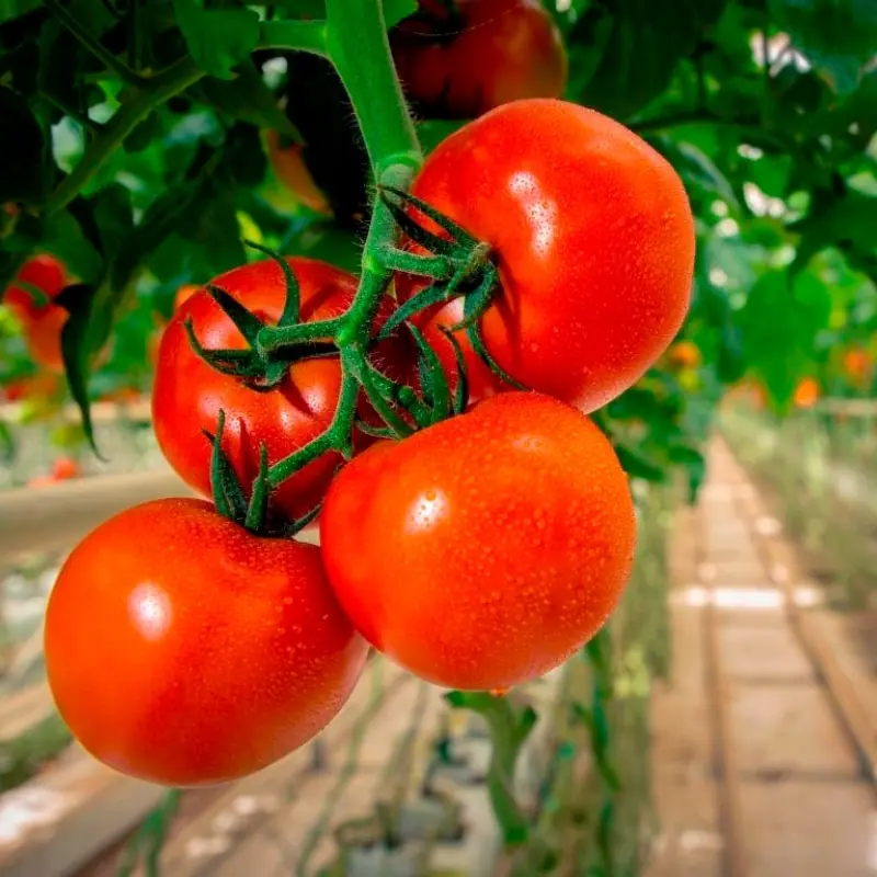 Farmerz Tomato گوجه فارمرز