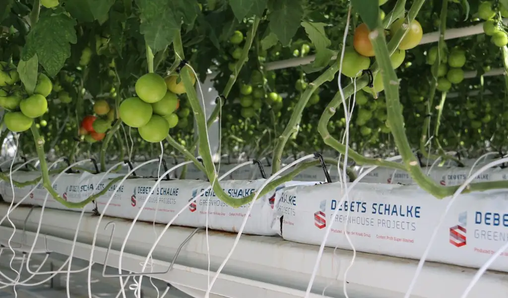 هیدروپونیک، کشاورزی بدون خاک