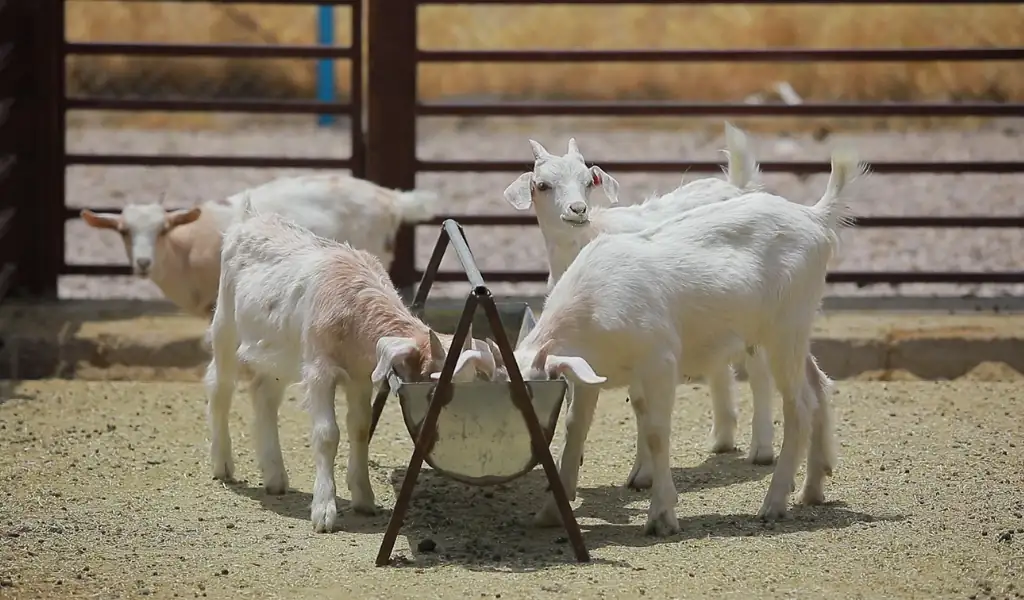 تور مزرعه گردشگری