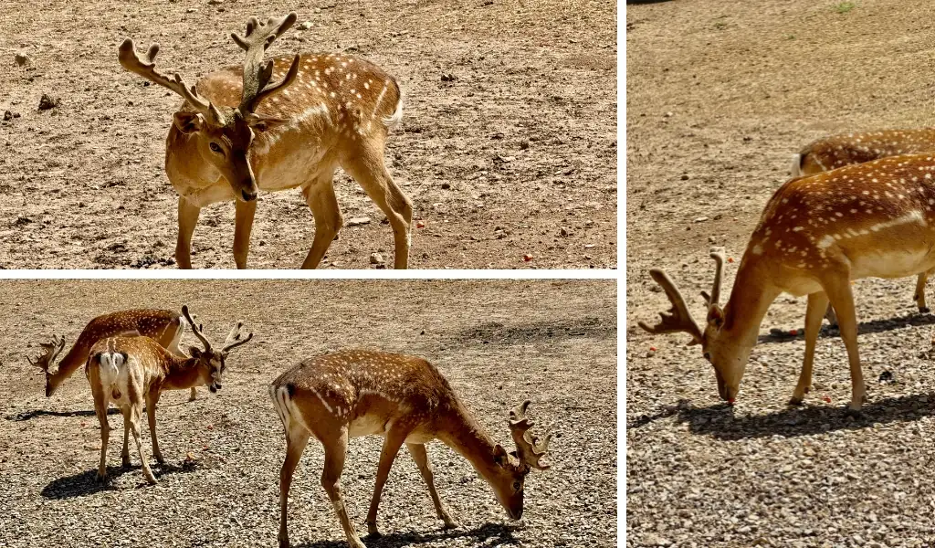 گنجینه پنهان زاگرس؛ تلاش برای بازگشت گوزن زرد ایرانی
