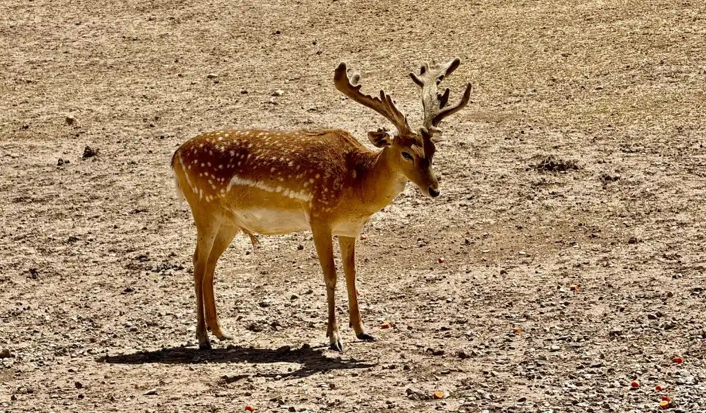 ویژگی‌های زیست‌شناختی و رفتاری گوزن زرد ایرانی