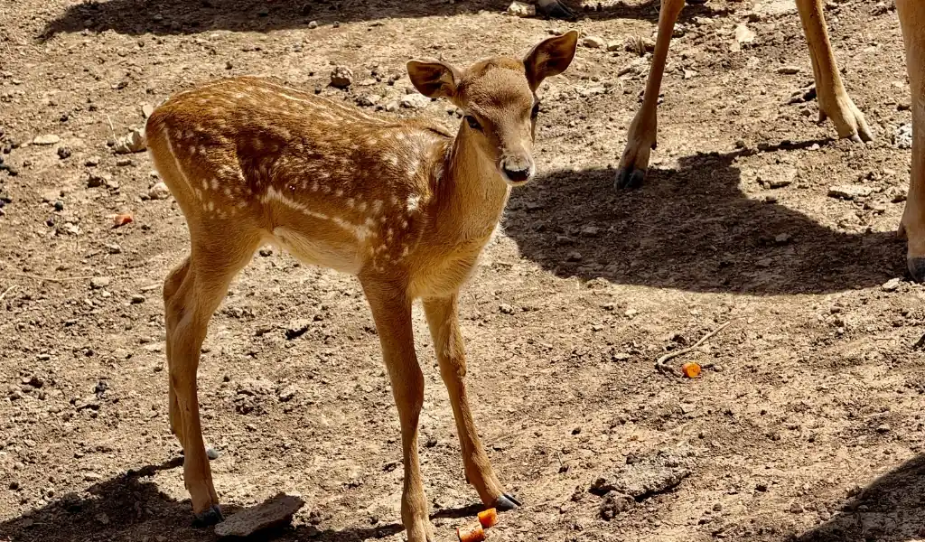 چالش‌های پیش رو و راهکارهای حفاظتی برای حفاظت از گوزن زرد ایرانی