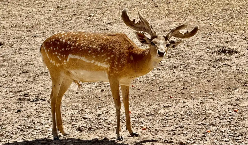 مشارکت پیشگامانه «فارمرز» در احیای گوزن زرد ایرانی