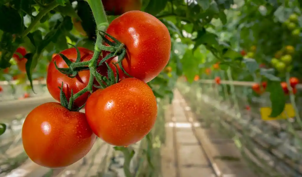 مزایا و معایب تولید  گوجه‌فرنگی به روش هیدروپونیک