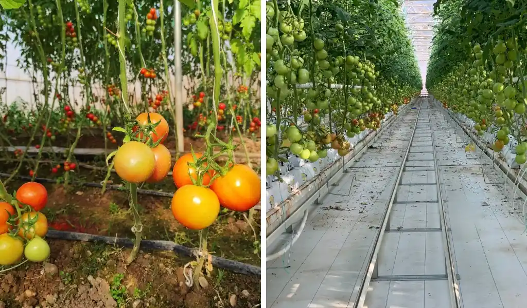 تفاوت هیدروپونیک و کشت در خاک