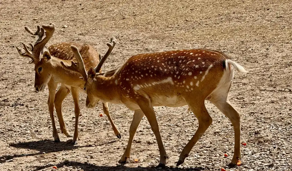 تاریخچه انقراض و برنامه احیا