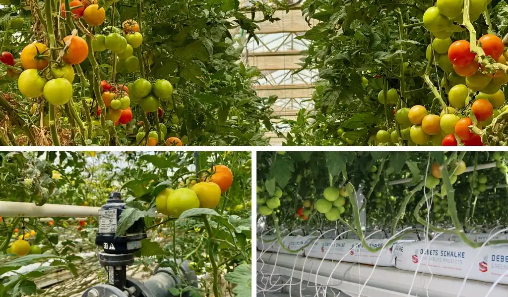 مزایای شگفتانگیز تولید گوجهفرنگی در گلخانه هیدروپونیک