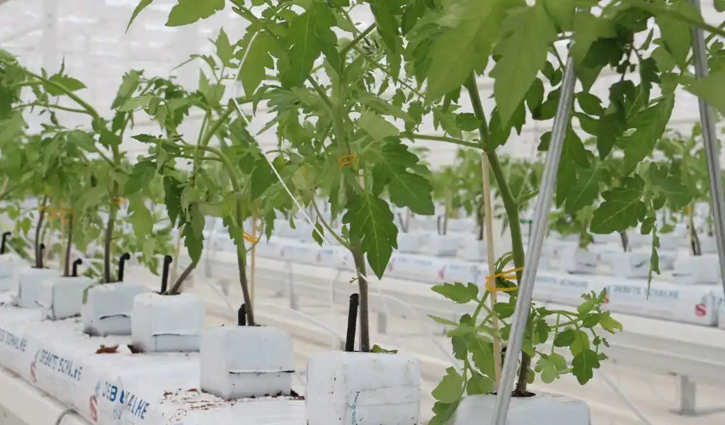 هیدروپونیک چیست و چرا برای گوجه‌فرنگی مناسب است؟