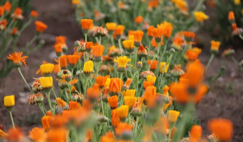 استاندرد‌های برداشت گیاهان دارویی فارمرز