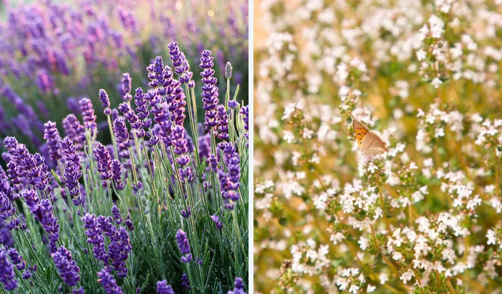 فرآیند خشک‌سازی علمی (حفاظت از ترکیبات فعال)