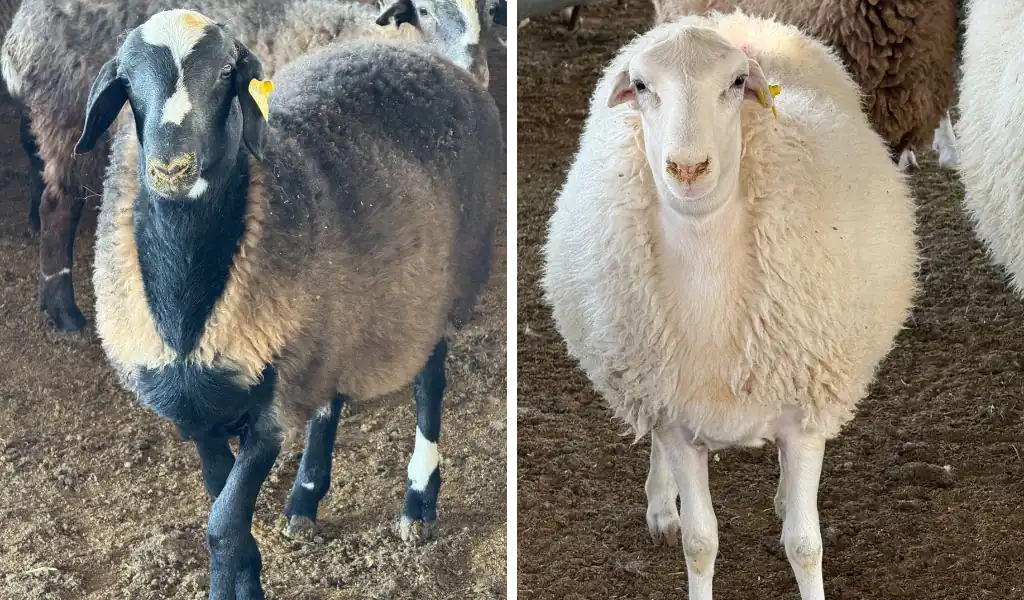 چرا گوشت میش یک انتخاب هوشمندانه است؟