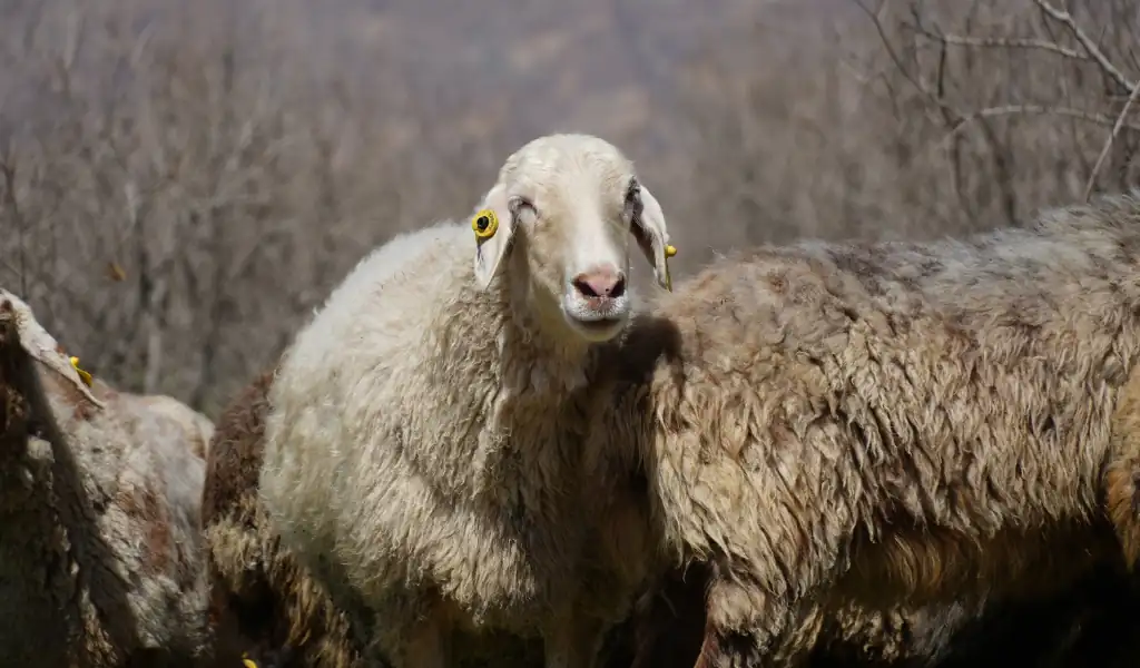 گام‌های کلیدی پیش از خرید دام زنده