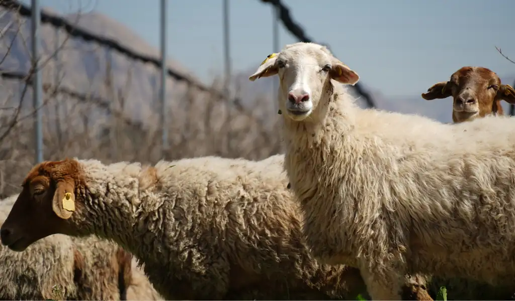 تشخیص دام سالم و با کیفیت