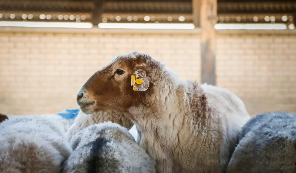 نکات بهداشتی پس از خرید