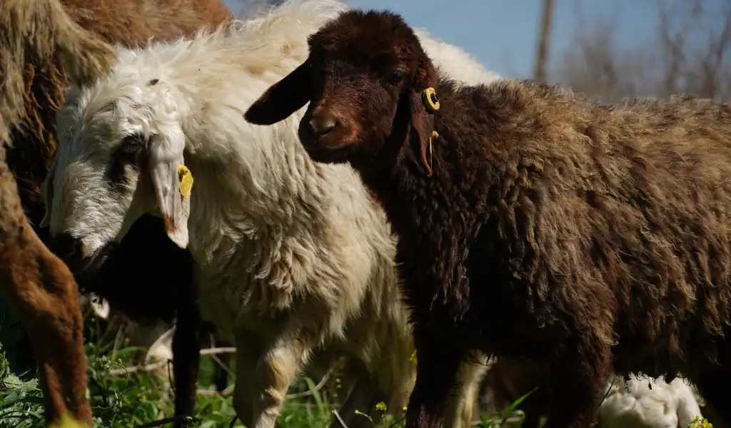 صرفه‌جویی در نحوه خرید گوشت