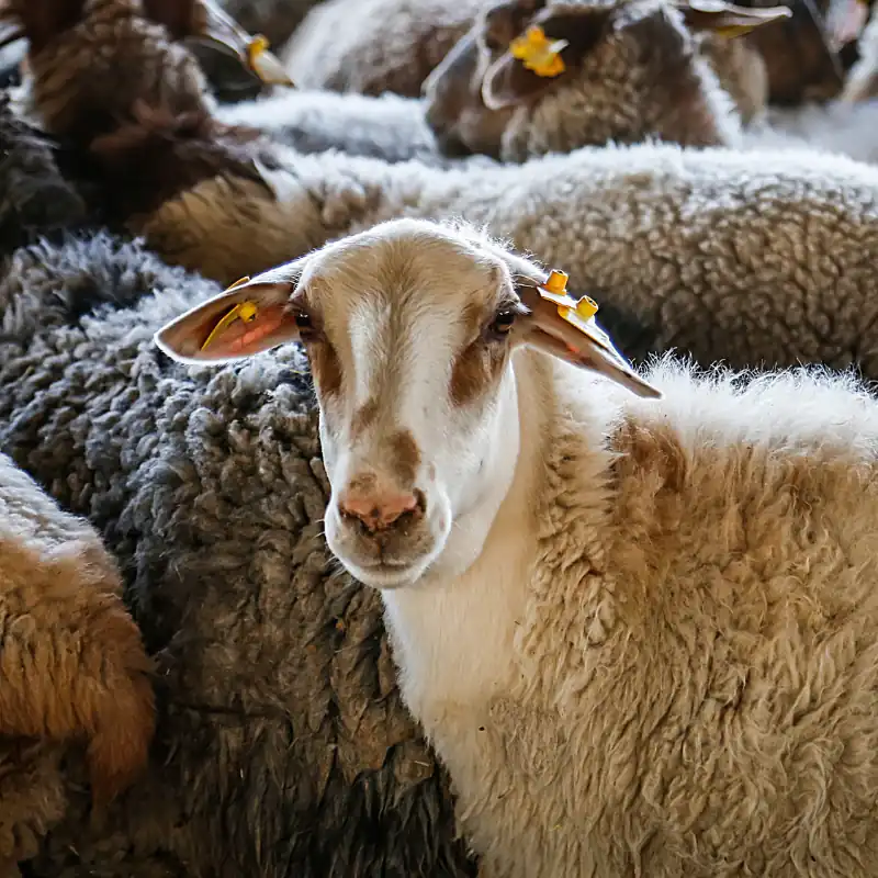 میش پرواری درجه یک