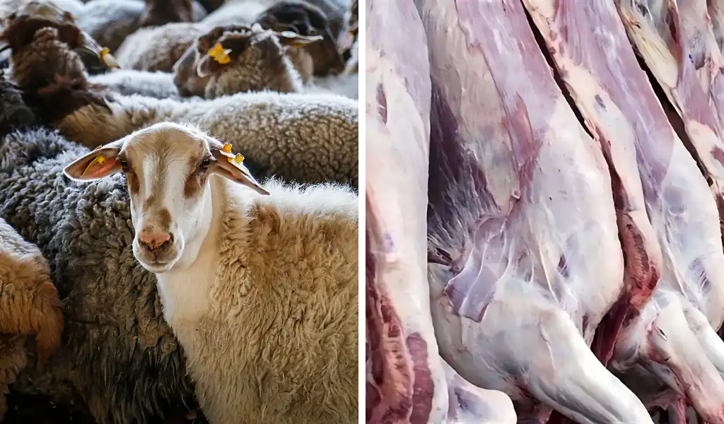 راهنمای خرید آنلاین گوشت گوسفند از خرم‌آباد