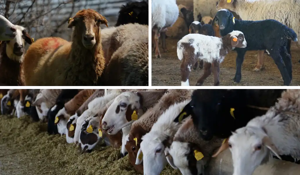 راهنمای جامع خرید دام زنده؛ گام به گام تا انتخابی مطمئن