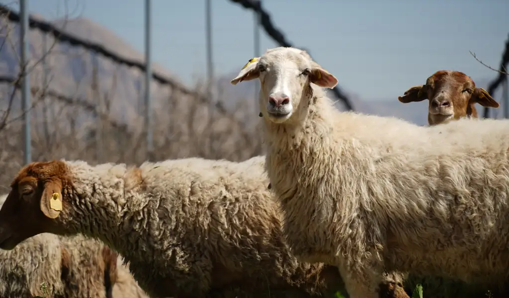 اشتباهات رایج؛ چرا برخی با نژادهای خوب هم شکست می‌خورند؟