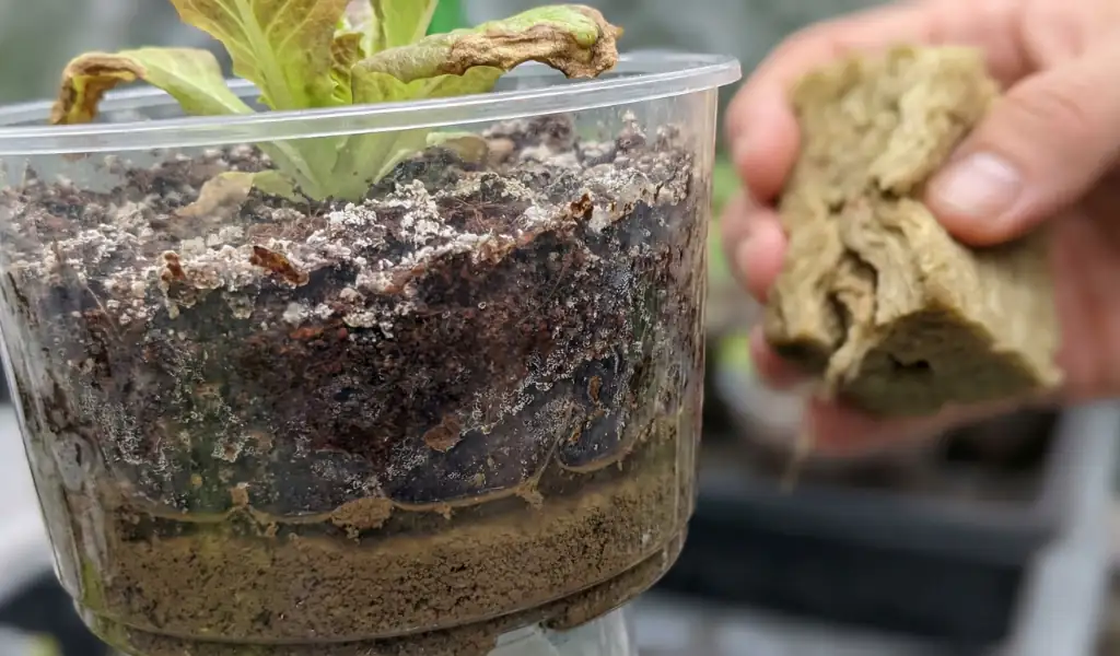 انتخاب نادرست بستر کشت 