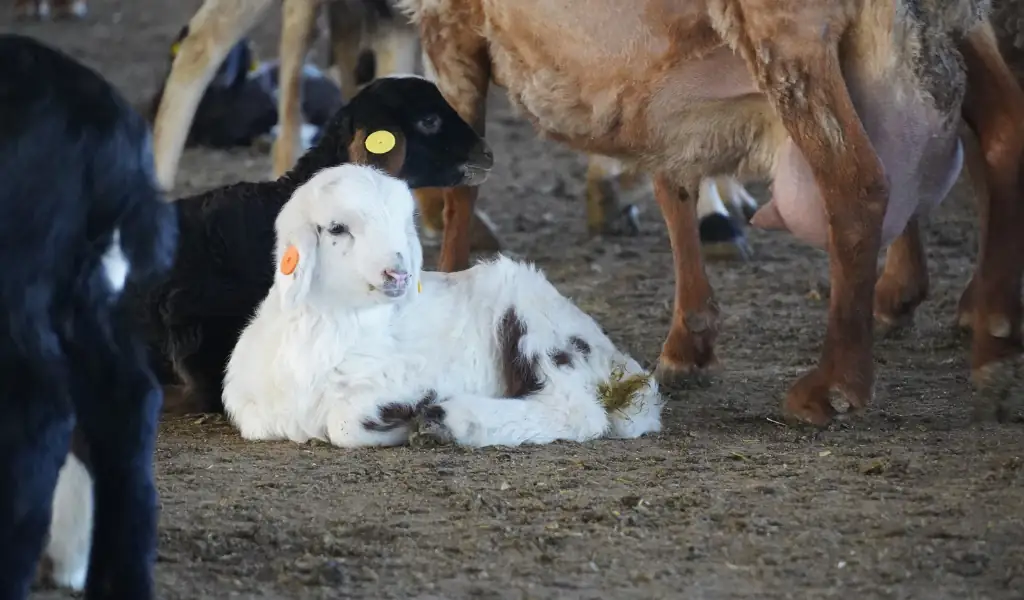 چرا گوسفندان بومی دیگر جواب نمی‌دهند؟