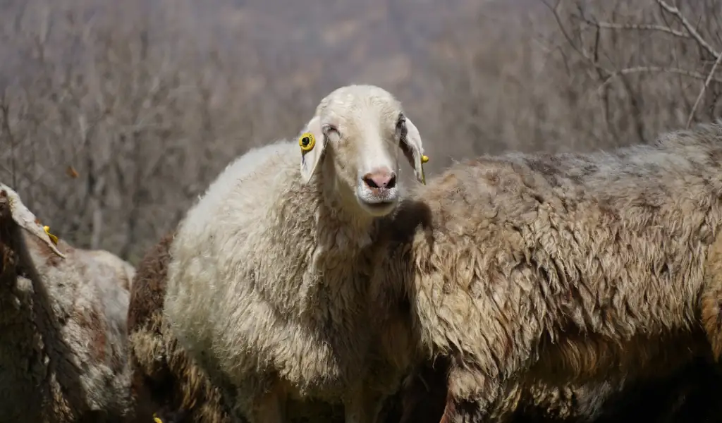 راه نجات، انقلاب ژنتیکی با گوسفند نژاد آصف