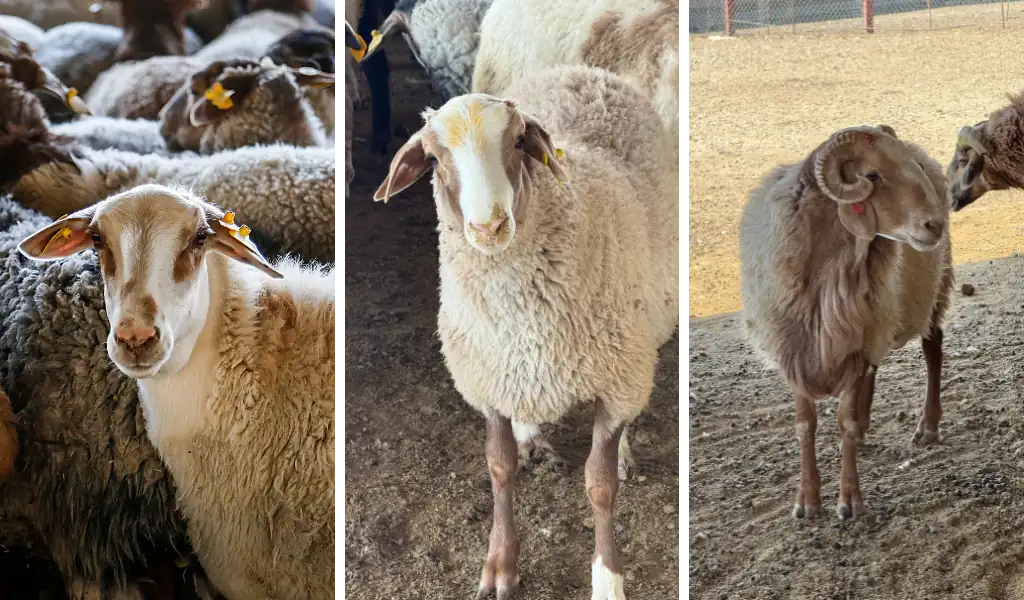 دامداری خیریه نیست! چرا گوسفندان بومی از جیب شما می‌خورند؟