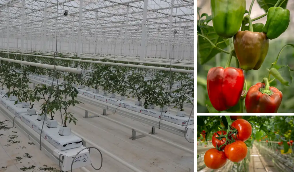 سفر به آینده کشاورزی؛ راهنمای جامع تجهیزات گلخانه هیدروپونیک