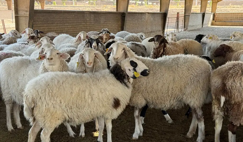 آیا دامداری خیریه است؟