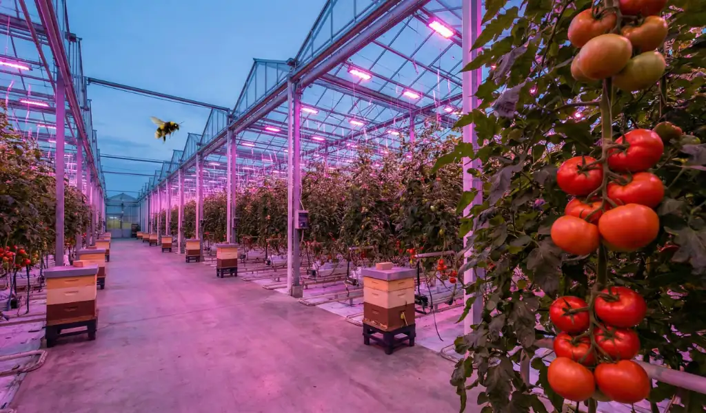 زنبور بامبل