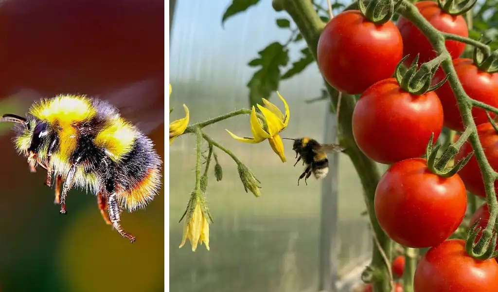بسیاری از گلخانهداران کندو را میخرند و بلافاصله در محیط رها میکنند. این یک اشتباه بزرگ است. برای اینکه کندوی شما به جای ۴ هفته، تا ۸ هفته کارایی داشته باشد، باید پروتکلهای زیر را رعایت کنید