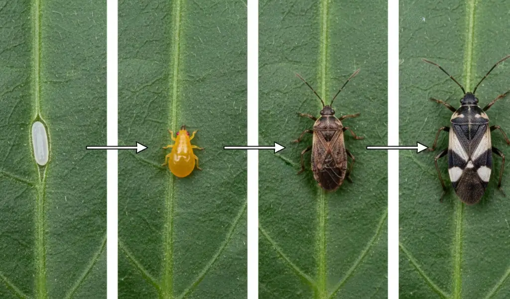 بیولوژی و چرخه زندگی اوریوس