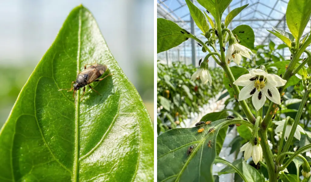 تحلیل اقتصادی و هم‌افزایی اوریوس