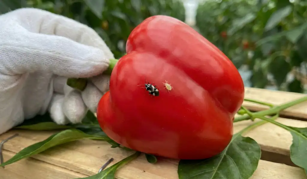 تحلیل اقتصادی و هم‌افزایی اوریوس