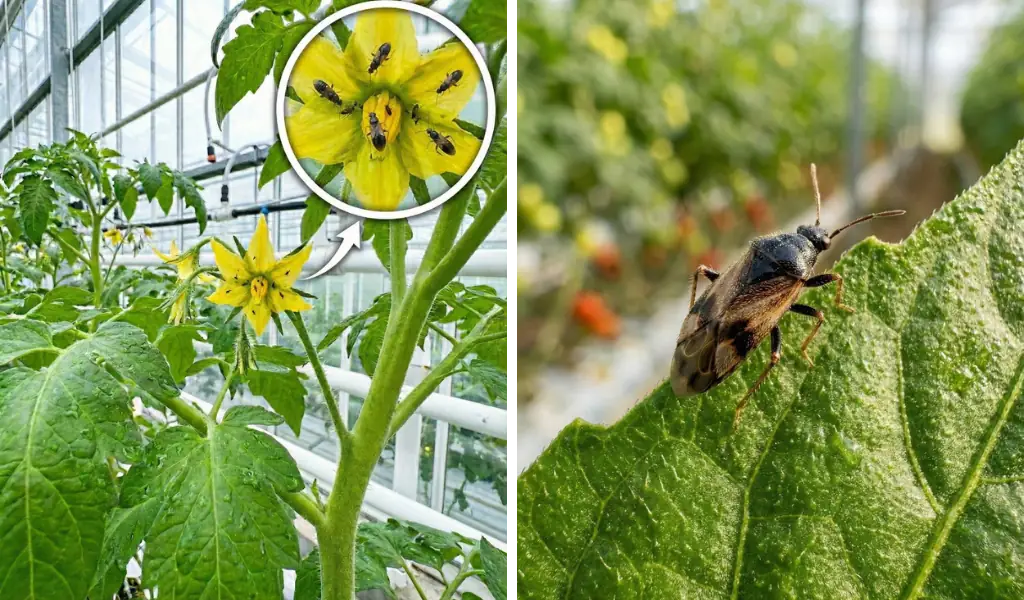 طول عمر ارویوس