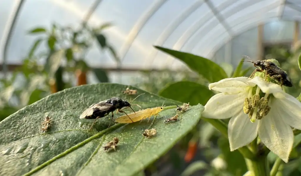 قدرت شکارگری اوریوس