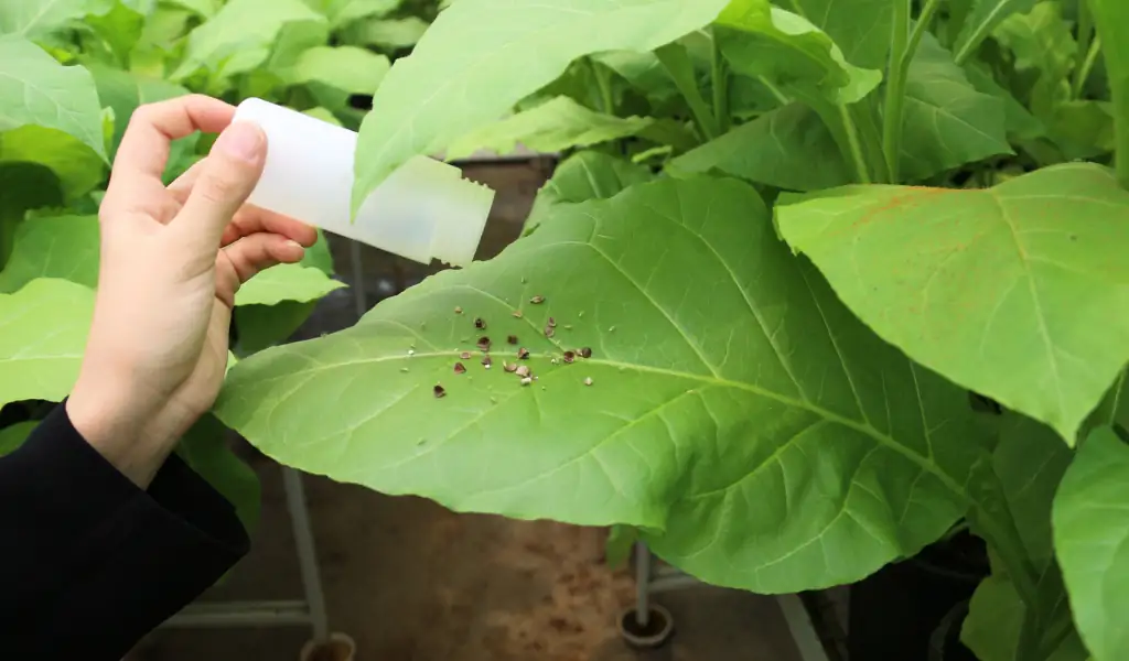 راهنمای عملیات رهاسازی اوریوس