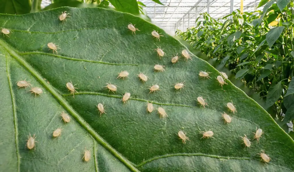 آیا کنه سویرسکی با سایر شکارگرها یا پارازیتوئیدها سازگار است؟