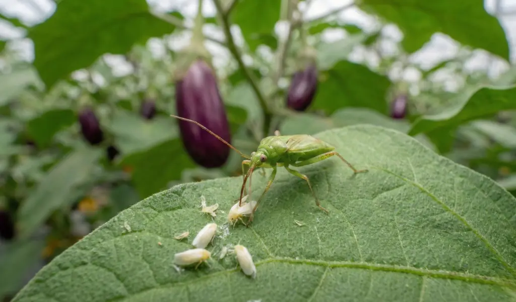 آفات هدف و نقش ماکرولوفوس