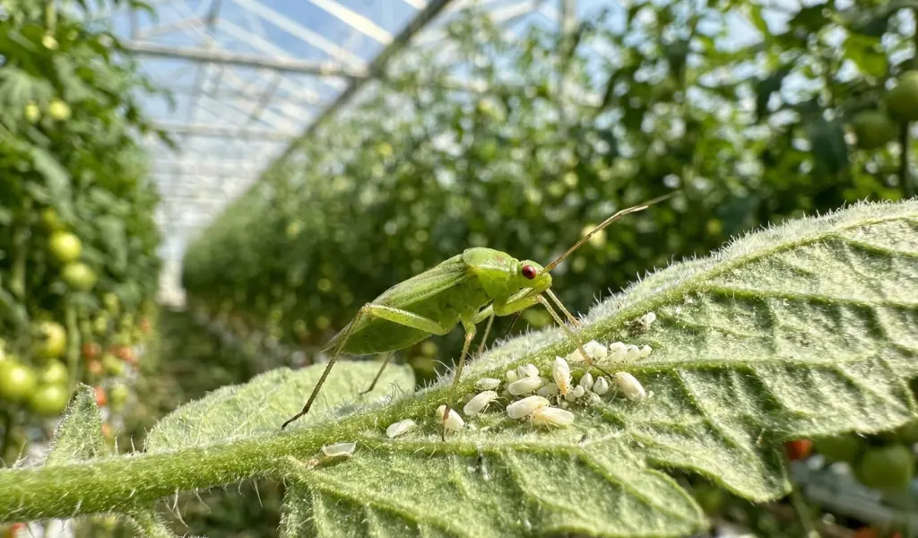 نحوه استفاده از ماکرولوفوس در گلخانه