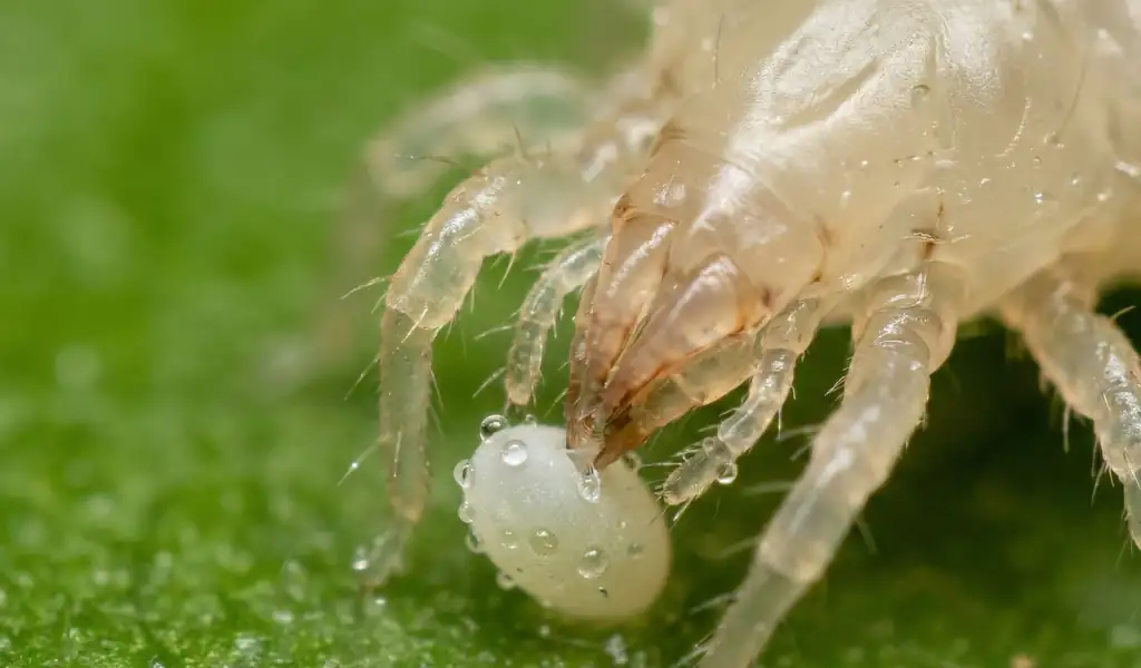 کنه سویرسکی چه آفت‌هایی را می‌گیرد؟