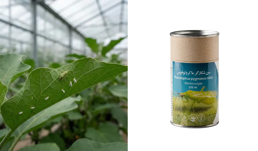 سن ماکرولوفوس پیگمئوس؛ نگهبان سبز و استراتژیست مخفی در مدیریت بیولوژیک گلخانه