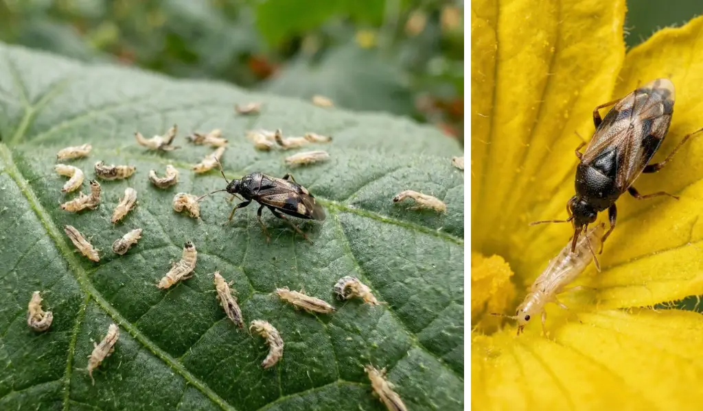 سن شکارگر اوریوس؛ دزد دریایی کوچکی که ناجی گلخانه‌های بزرگ است