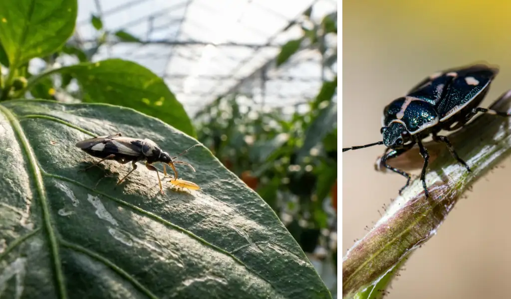 سن شکارگر اوریوس؛ دزد دریایی کوچکی که ناجی گلخانه‌های بزرگ است