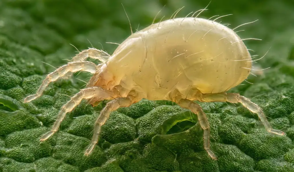 کنه سویرسکی؛ فرمانده ارتش نامرئی گلخانهها در نبرد با آفات