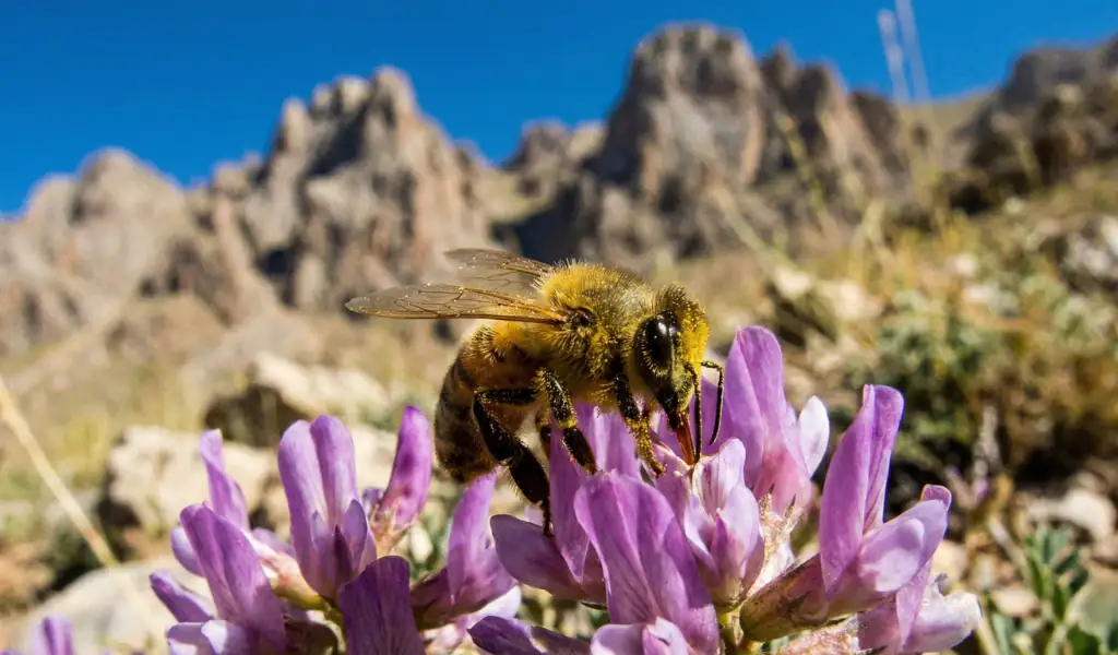 طلا در آغوش زاگرس؛ راهنمای جامع خرید عسل طبیعی