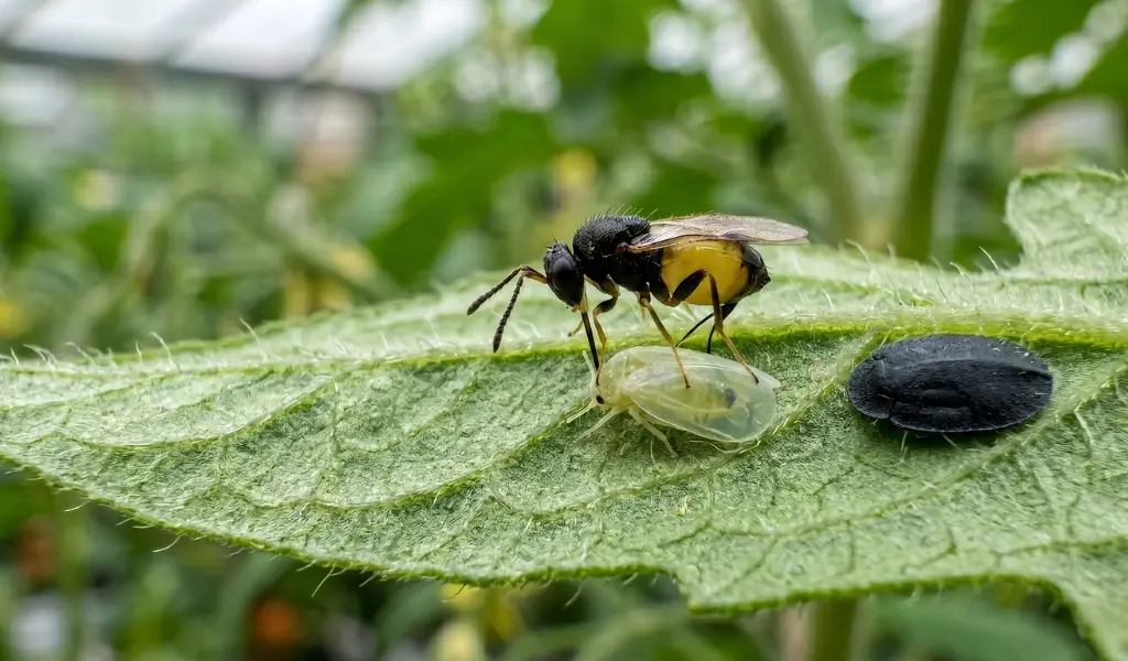 راهنمای استفاده از زنبور پارازیتوئید انکارسیا فورموزا (Encarsia formosa)