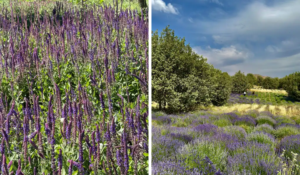 اسطوخودوس؛ تحلیل مواد مؤثره، مکانیسمهای درمانی و روشهای مصرف